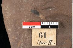 Foto (Detailansicht) von Xylomites daphnes Ettingshausen (NHMW-GEO-2024-0188-0061)